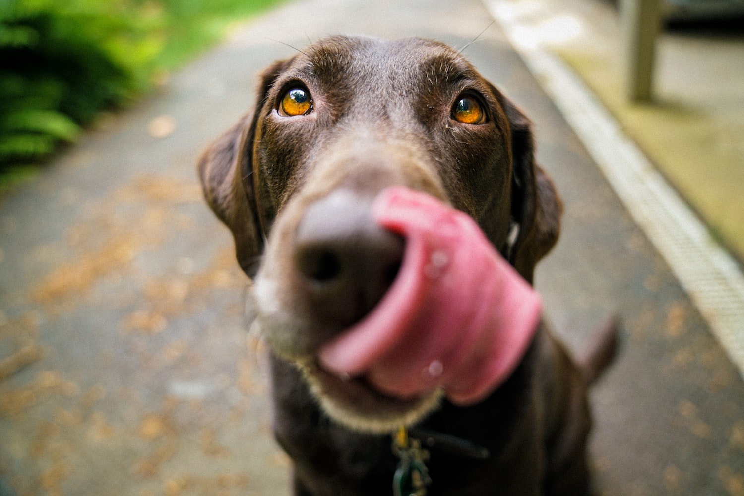 CORSO | Il patentino per proprietari di cani e non